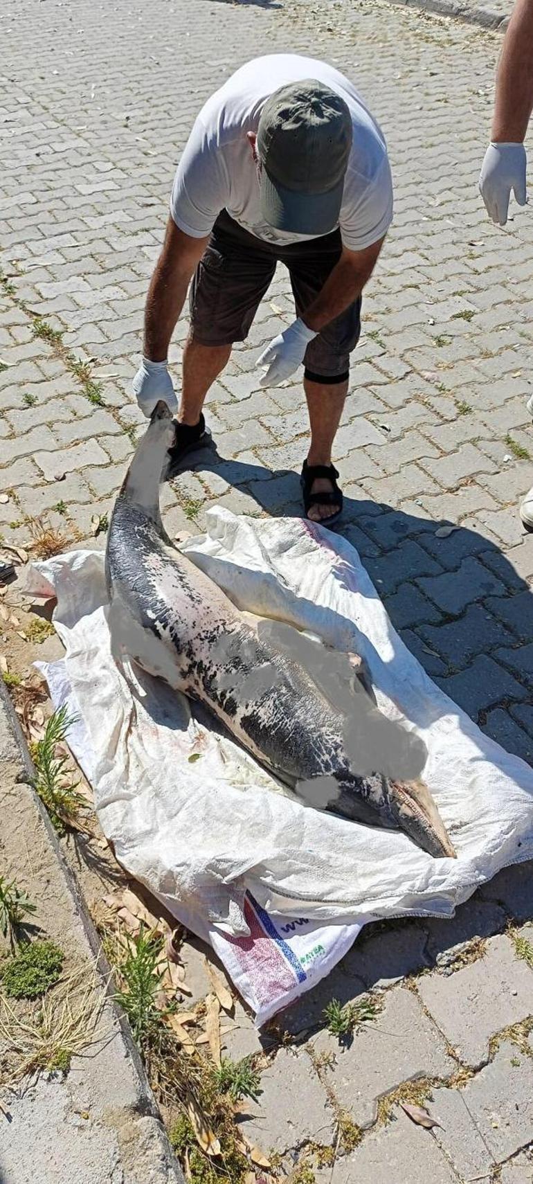 Kuşadasında son bir haftada 6 ölü yunus sahile vurdu