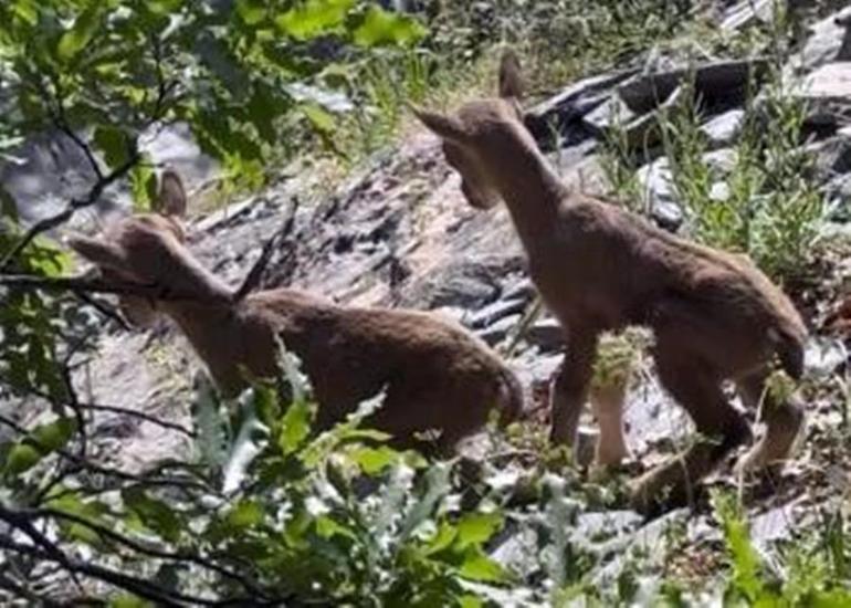 Anneleri ölen yaban keçisi yavrularına sütanne bulundu