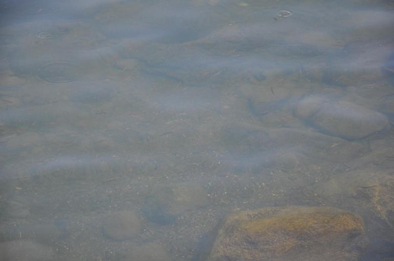 Çıldır Gölünde su seviyesi düşünce balıkların üreme alanları kurudu