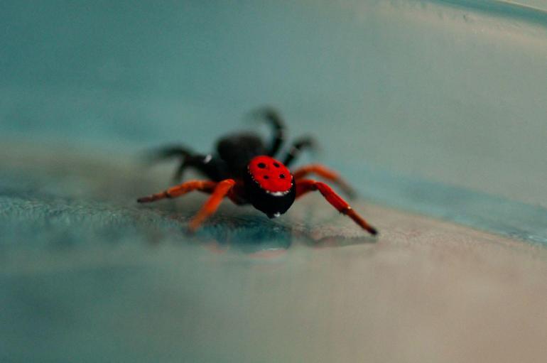 Prof. Dr. Demir: Uğur böceği örümceği zehirli değil