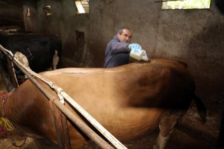 Tokattan kurbanlıklar yola çıkmaya başladı