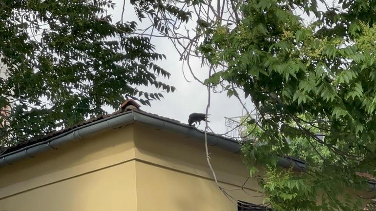 Kadıköyde yuvadan düşen yavru kargayı almaya çalışanlara kargalar saldırdı