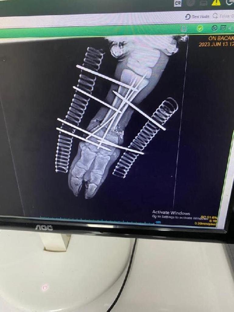 Doğum sırasında bacağı kırılan buzağıya 6 platin takıldı