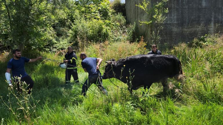 Hayvan pazarından kaçıp, Melen Çayı’na düşen kurbanlık boğa, kurtarıldı