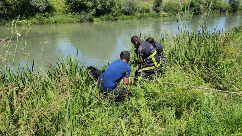 Hayvan pazarından kaçıp, Melen Çayı’na düşen kurbanlık boğa, kurtarıldı