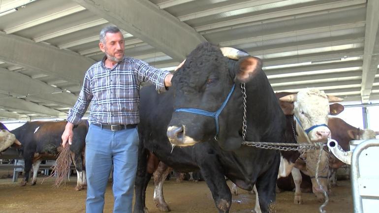 Ankarada 1.1 tonluk boğa Şahinbey, 170 bin TLden alıcısını bekliyor