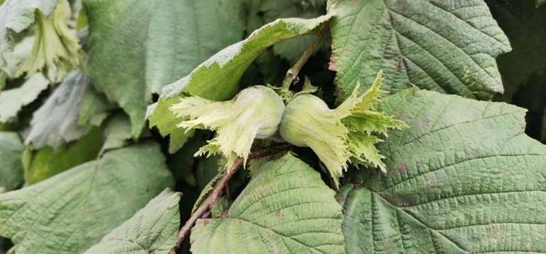 İki aydır yağışların etkili olduğu Karadeniz’de fındıkta ‘külleme hastalığı’