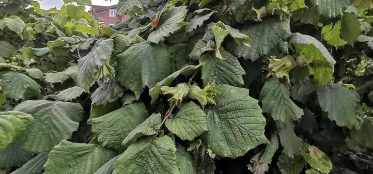 İki aydır yağışların etkili olduğu Karadeniz’de fındıkta ‘külleme hastalığı’