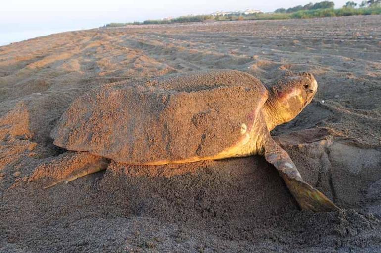 110 milyon yıldır yaşayan deniz kaplumbağalarının son 50 yıldır nesilleri tehlikede