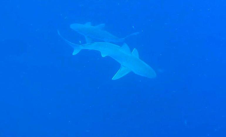 Akdenizdeki köpek balığı popülasyonu yüzde 97 azaldı
