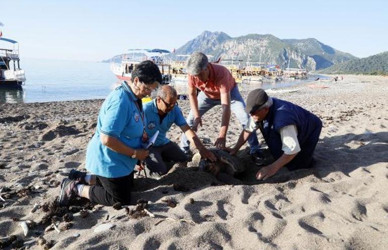 3 gönüllünün çeyrek asırlık caretta caretta mesaisi