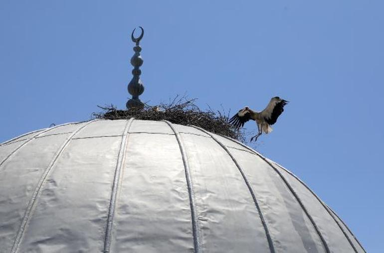 Cami kubbesindeki yuvasından düşen yavru leylek kurtarıldı