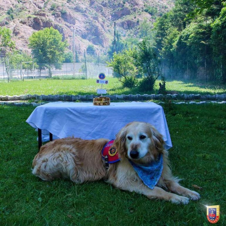 Uyuşturucu Madde Arama Köpeği Altın, emekli oldu