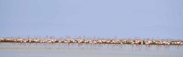 Tuz Gölü’nün yavru flamingoları