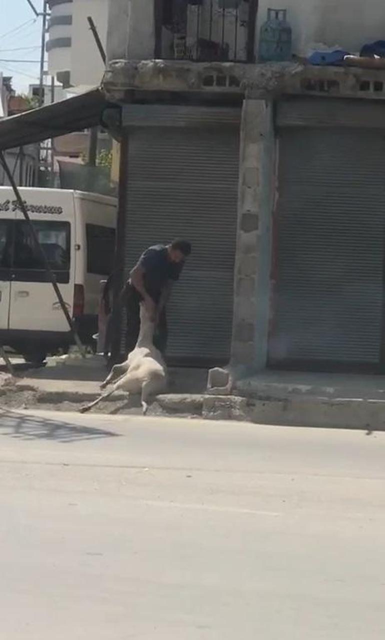 Koyunu bayıltana kadar döven, kasap çıktı