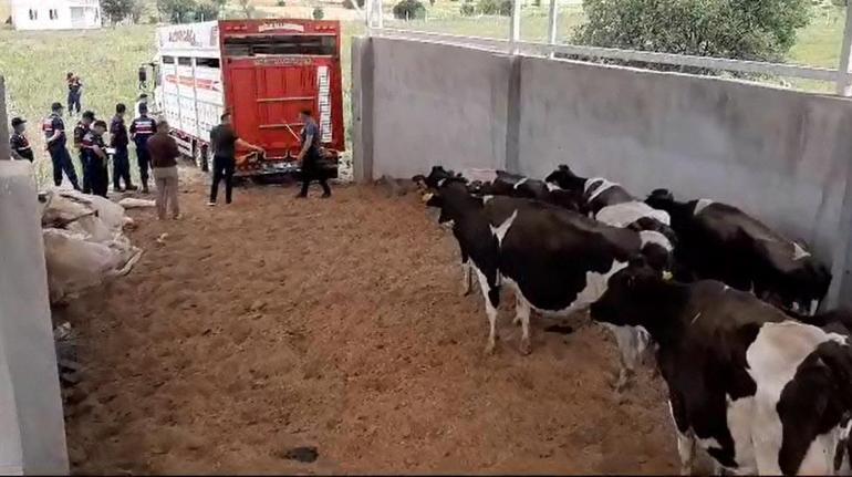 Çalıştığı çiftlikteki 28 büyükbaşı çalıp sattı
