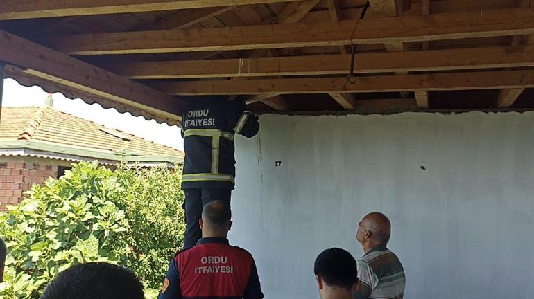 Mahsur kalan yavru kedi ve 4 yavru baykuşu itfaiye kurtardı