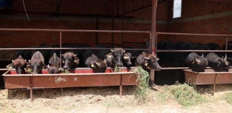 Mandanın eti çok kıymetli ancak gerçek fiyatında kesilemiyor