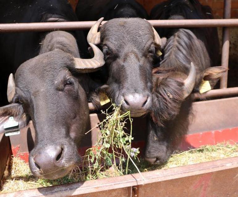 Mandanın eti çok kıymetli ancak gerçek fiyatında kesilemiyor