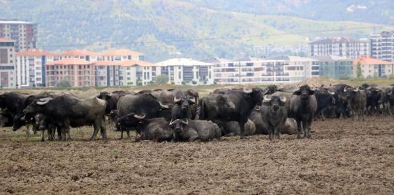 Mandanın eti çok kıymetli ancak gerçek fiyatında kesilemiyor