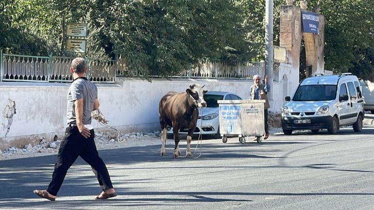 Kaçan kurbanlık boğa, 2 saatlik uğraşla yakalanabildi