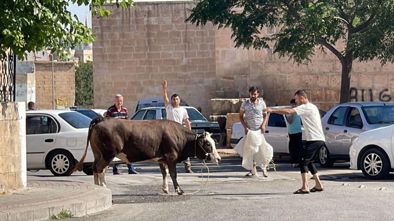 Kaçan kurbanlık boğa, 2 saatlik uğraşla yakalanabildi
