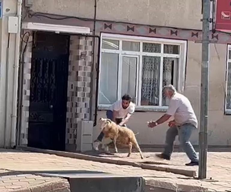 Kurban Bayramında acemi kasapların bilançosu; 4 bin 877 yaralı