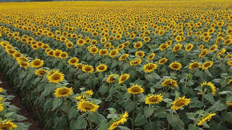 Prof.Dr. Kaya: Ülke olarak oleik tipi yani zeytinyağı kalitesinde ayçiçeğine dönmeliyiz