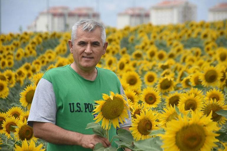 Prof.Dr. Kaya: Ülke olarak oleik tipi yani zeytinyağı kalitesinde ayçiçeğine dönmeliyiz