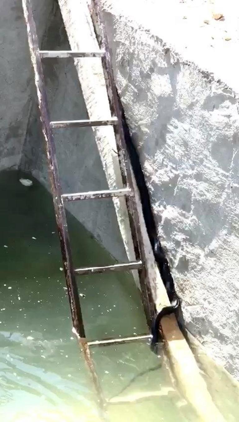 Suya düşen yılanı merdivenle kurtardı; o anlar kamerada