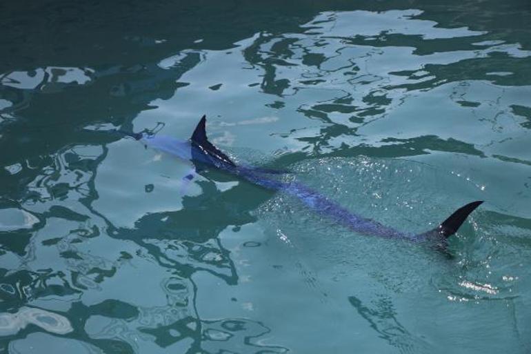 Köpek balığı sanılarak taşlandı, nesli tükenmekte olan tür çıktı