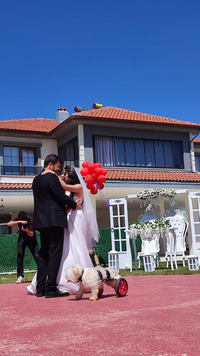 Felçli köpeğe yürüteç yaparken tanışıp evlenen çift, nikah öncesi sokak hayvanlarını besledi