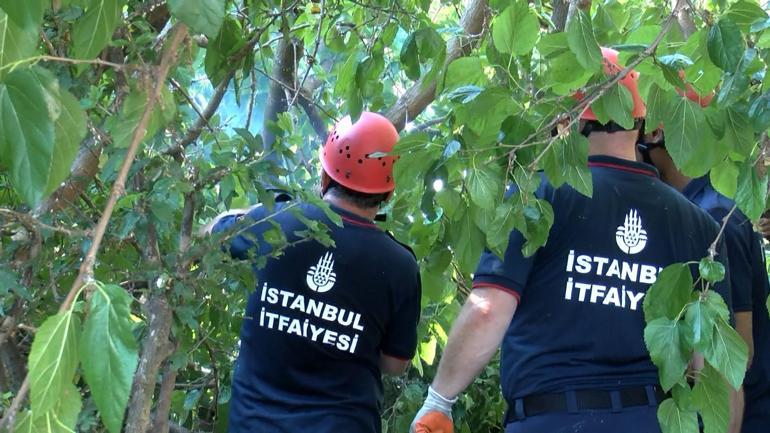 Beşiktaşta ağacın bir kısmı otomobilin üstüne devrildi