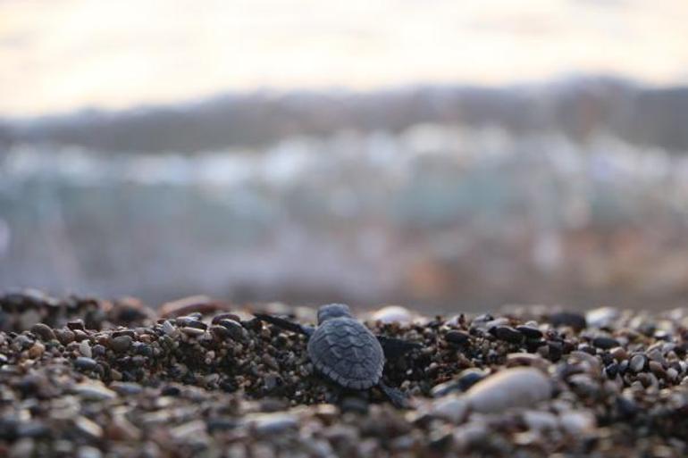 Hava şartları Çıralıda canlı yavru caretta sayısını düşürdü