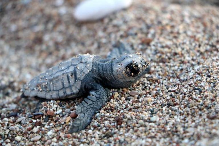 Hava şartları Çıralıda canlı yavru caretta sayısını düşürdü