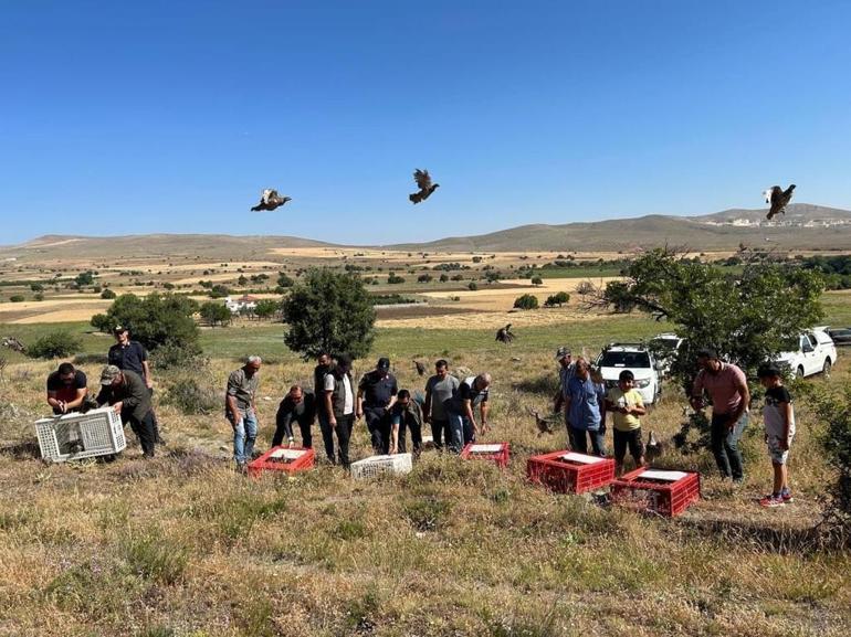 Eskişehirde kınalı keklikler doğayla buluştu