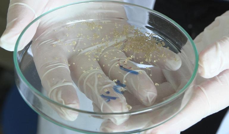 Üniversite öğrencileri anti bakteriyel yara bandı üretiyor