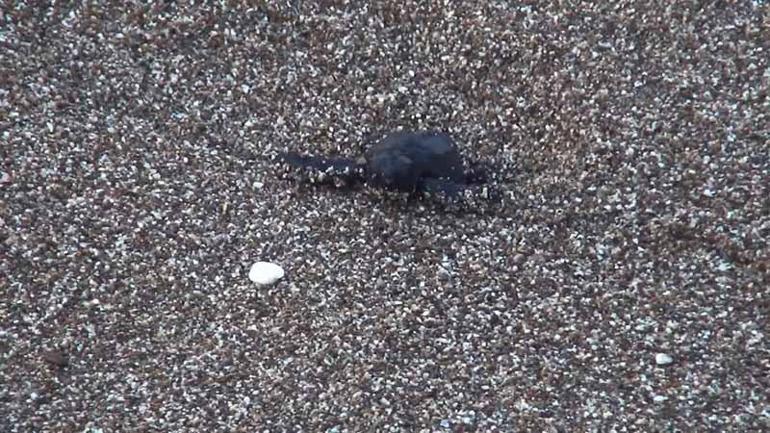 İklim değişikliği nedeniyle dişi kaplumbağalar çiftleşecek erkek bulamayacak