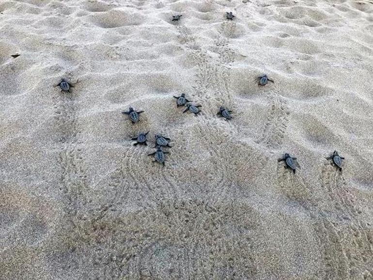 Kaplumbağa yuvalama alanı 25 sahilde gece yasağı