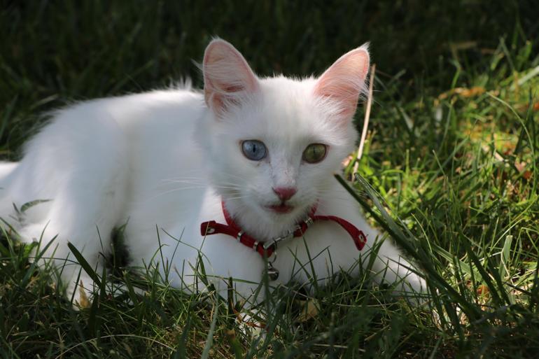 Klimalı Kedi Villasında ikinci parti doğumlar başladı