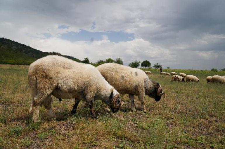 Tokatta hayvanlara mavi dil karantinası