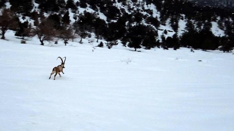 Burdura bırakılan yaban keçileri üremeye başladı