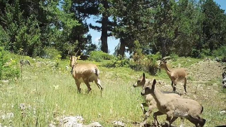 Burdura bırakılan yaban keçileri üremeye başladı