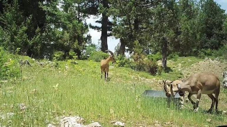 Burdura bırakılan yaban keçileri üremeye başladı