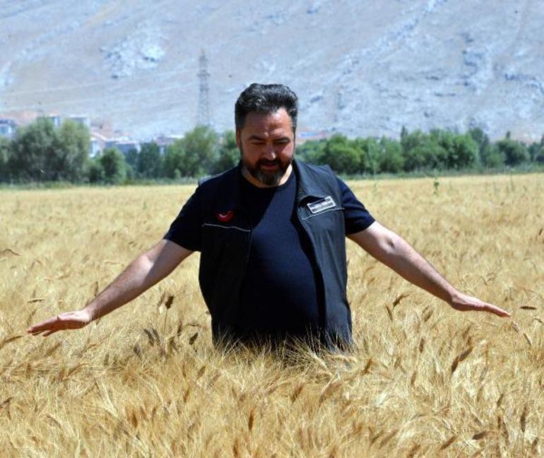 Elbistan’da belediye tarlada buğday üretip, ücretsiz 10 bin ekmek dağıtıyor