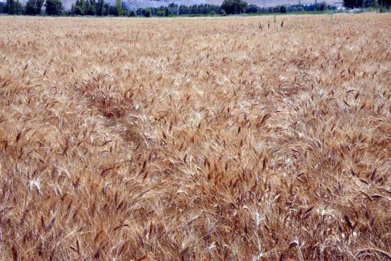 Elbistan’da belediye tarlada buğday üretip, ücretsiz 10 bin ekmek dağıtıyor