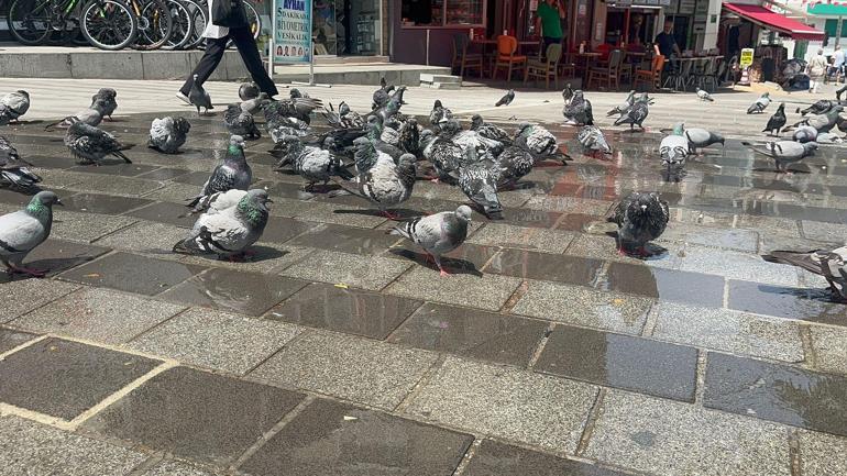 Bursalılar uyarıları dikkate aldı, meydan güvercinlere kaldı