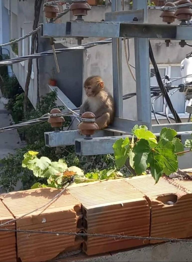 Evlere giren maymun yakalandı, 10 yaşındaki Sümeyye ağladı