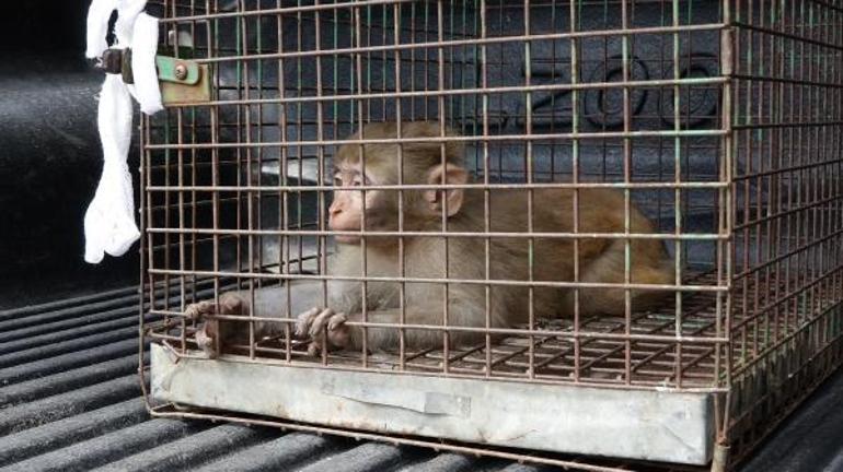 Evlere giren maymun yakalandı, 10 yaşındaki Sümeyye ağladı