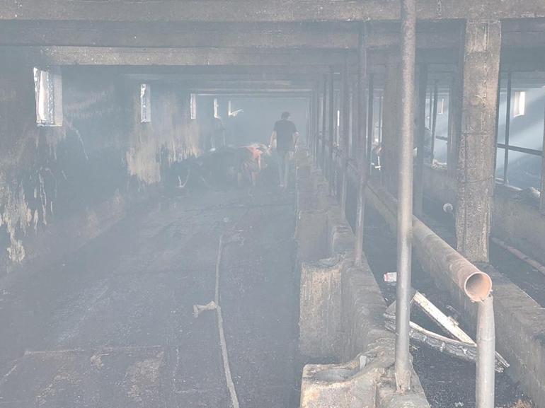 Konyada, çiftlikte çıkan yangında 33 büyükbaş öldü